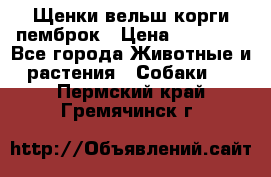 Щенки вельш корги пемброк › Цена ­ 70 000 - Все города Животные и растения » Собаки   . Пермский край,Гремячинск г.